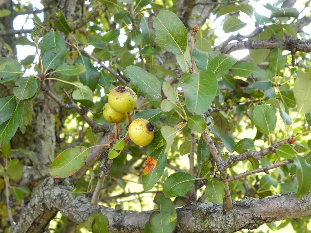 Agriturismo Sugheretello Semproniano Luaran gambar